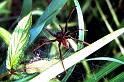 Dolomedes_plantarius_P1519_Z_78_Les Gris_Frankrijk